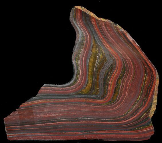 Polished Tiger Iron Stromatolite - ( Billion Years) #46808
